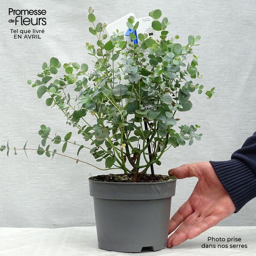 Cider gum - Eucalyptus gunnii 2L/3L potShipped height around 40/60cm sample as delivered in spring