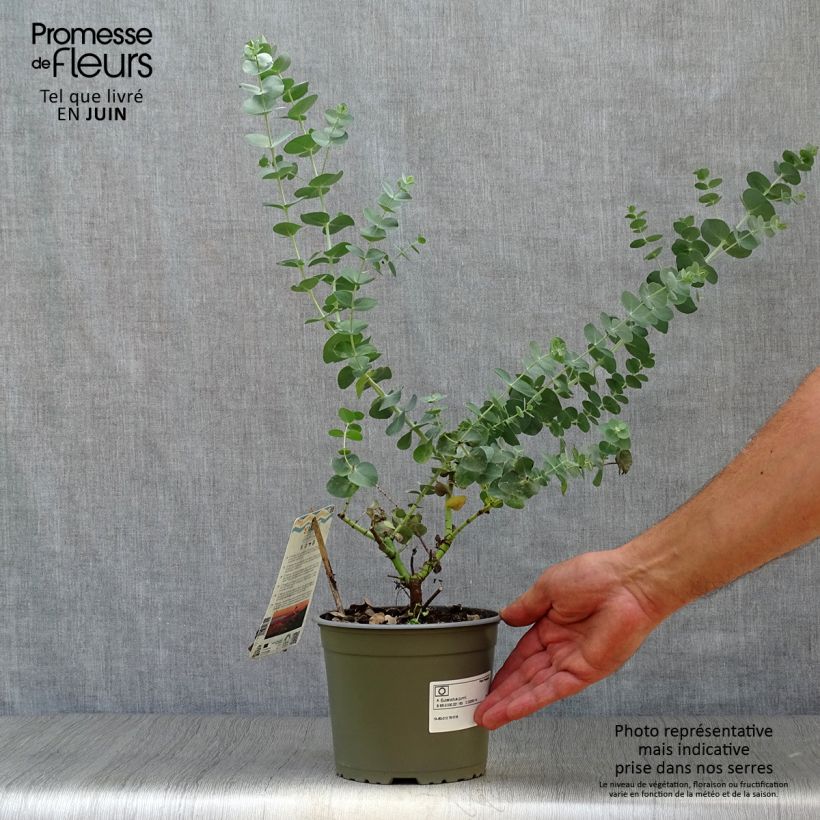 Cider gum - Eucalyptus gunnii 2L/3L pot sample as delivered in summer