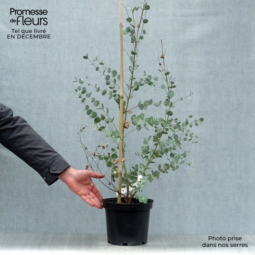 Cider gum - Eucalyptus gunnii 4L/5L pot sample as delivered in winter