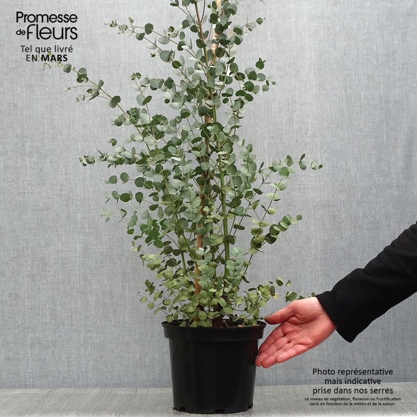 Cider gum - Eucalyptus gunnii 4L/5L potShipped height around 60/80cm sample as delivered in spring