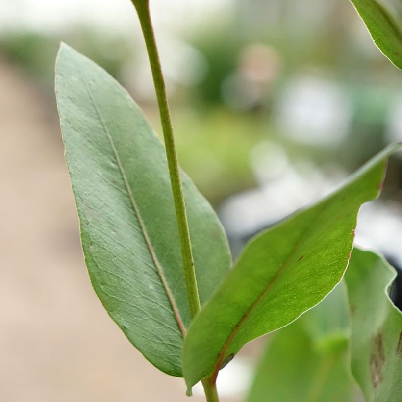 Eucalyptus kitsoniana (Foliage)