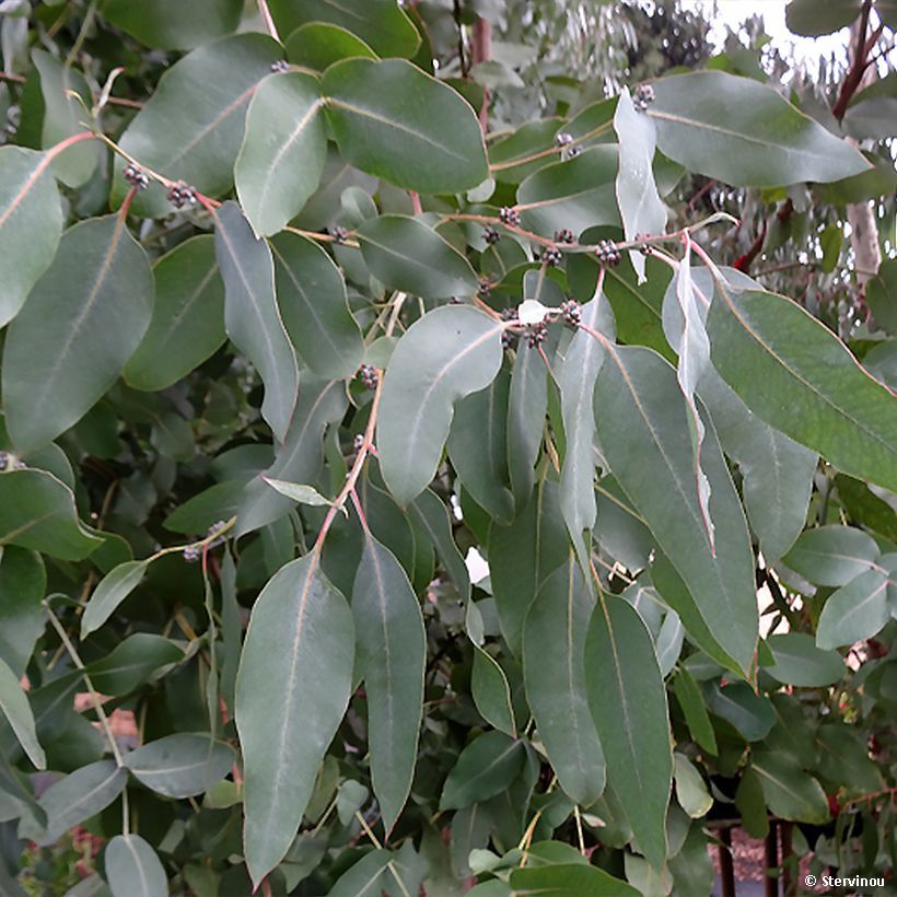 Eucalyptus neglecta (Foliage)