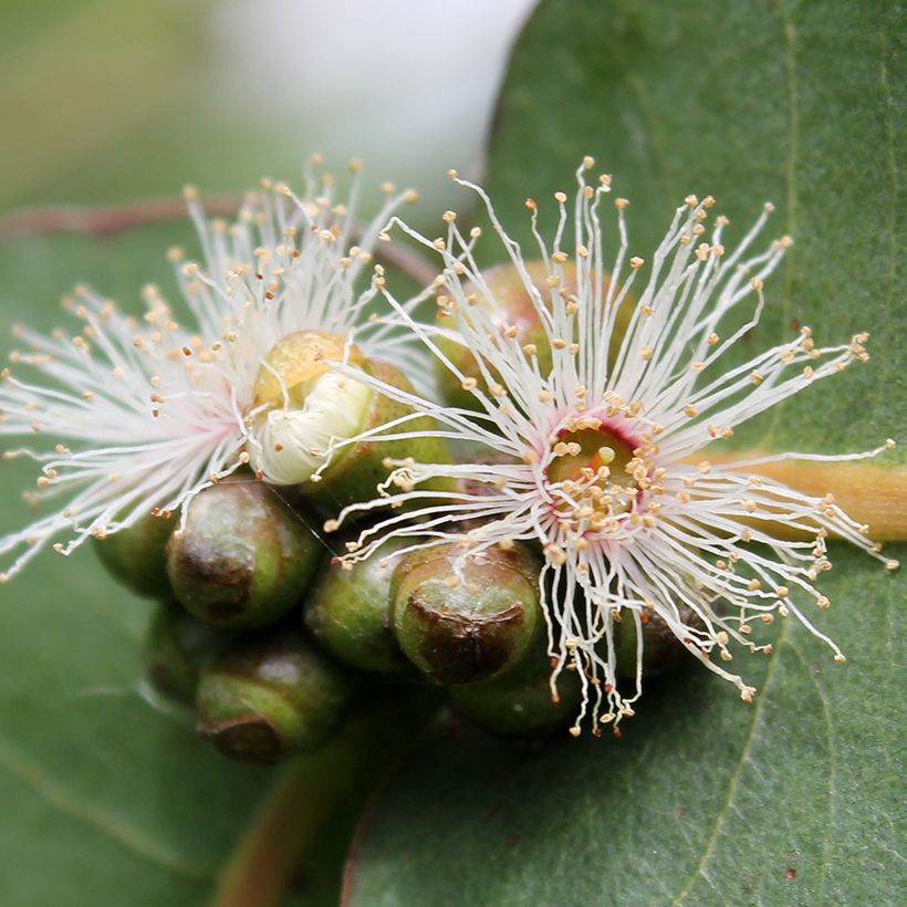 Eucalyptus neglecta (Flowering)