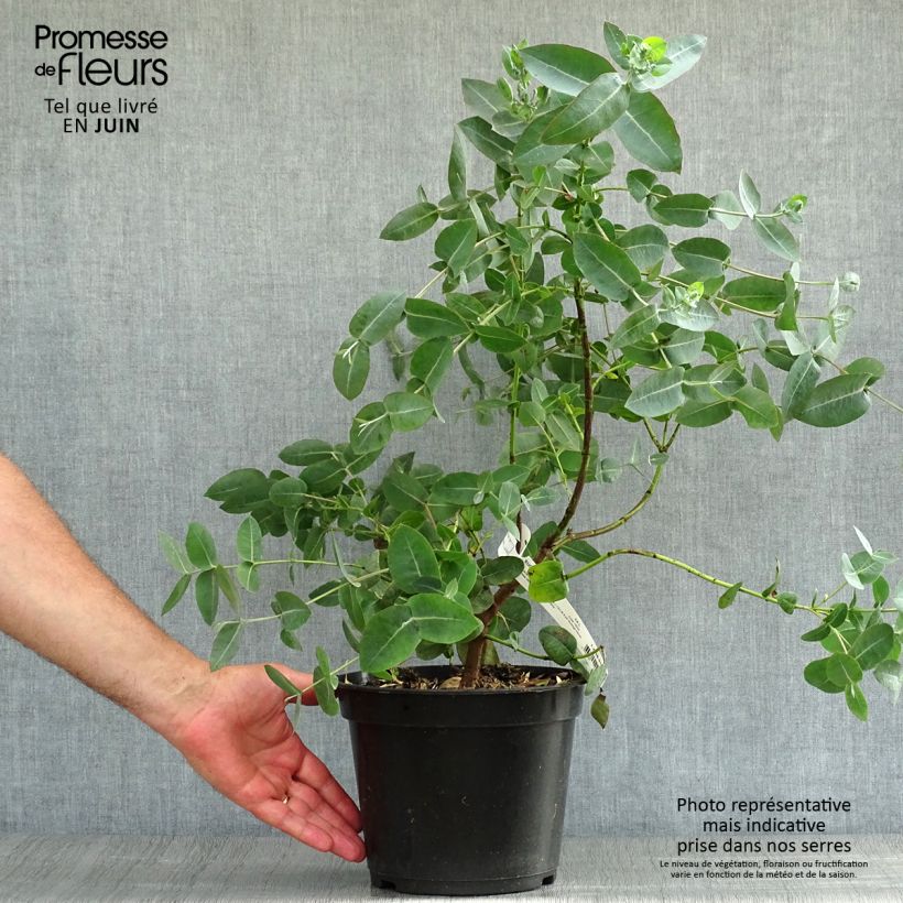 Eucalyptus neglecta 4L/5L pot sample as delivered in summer