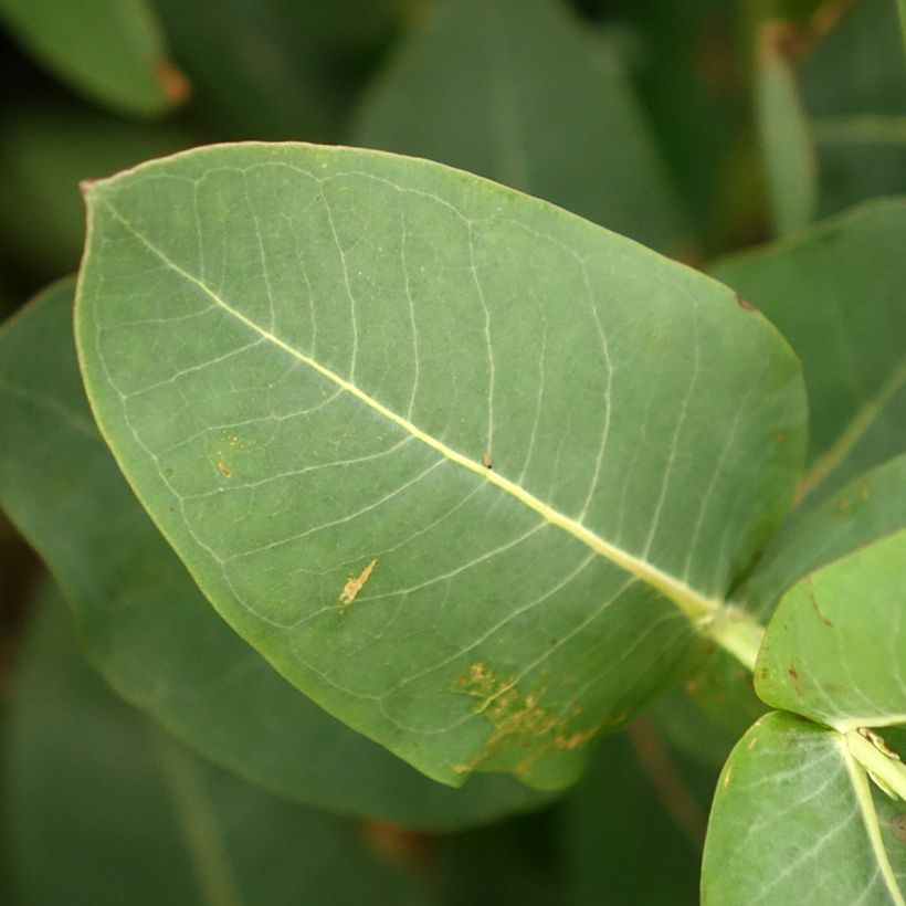 Eucalyptus nitens (Foliage)