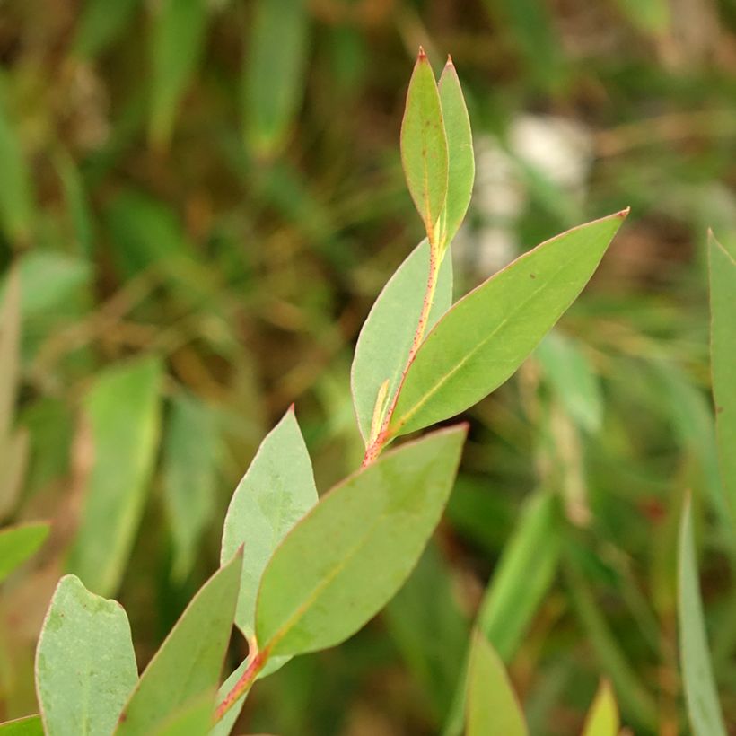 Eucalyptus nitida (Foliage)
