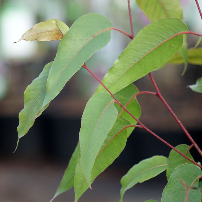 Eucalyptus obliqua (Foliage)