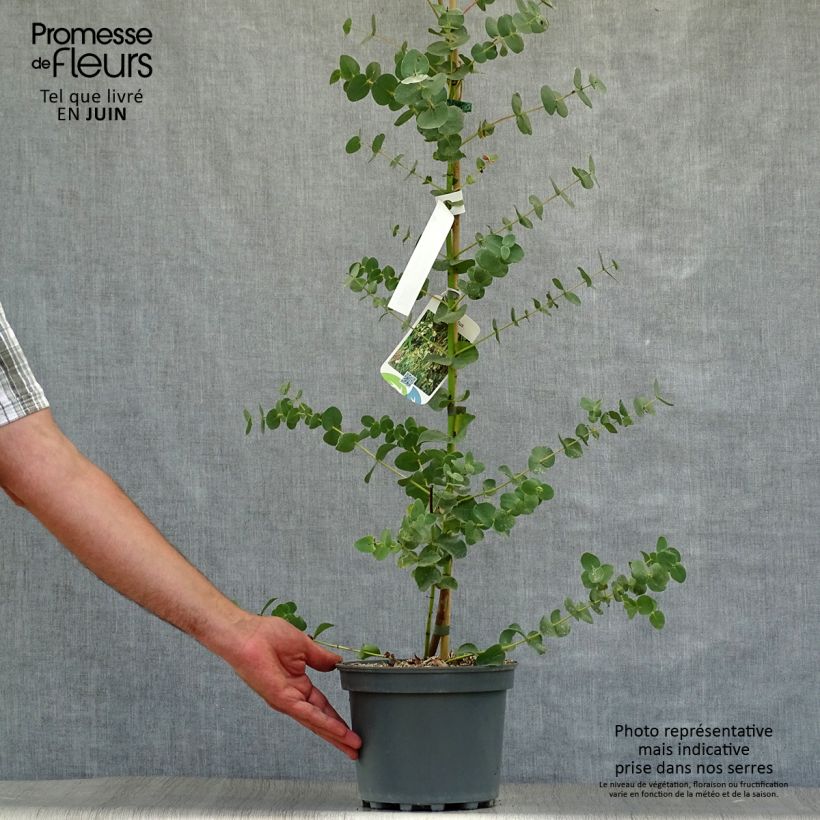 Eucalyptus parviflora 2L/3L pot sample as delivered in summer