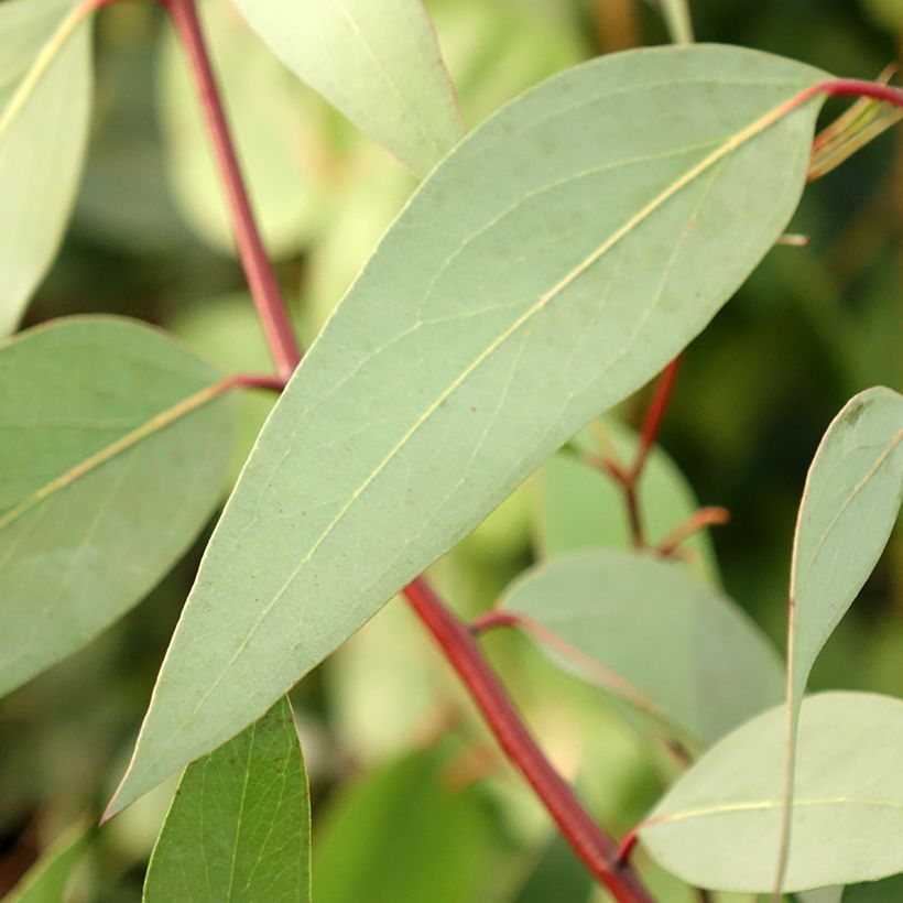 Eucalyptus pauciflora subsp. niphophila Mt Bogong (Foliage)