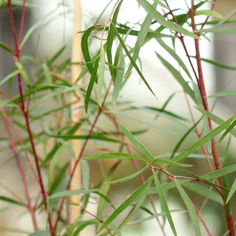 Eucalyptus pulchella (Foliage)