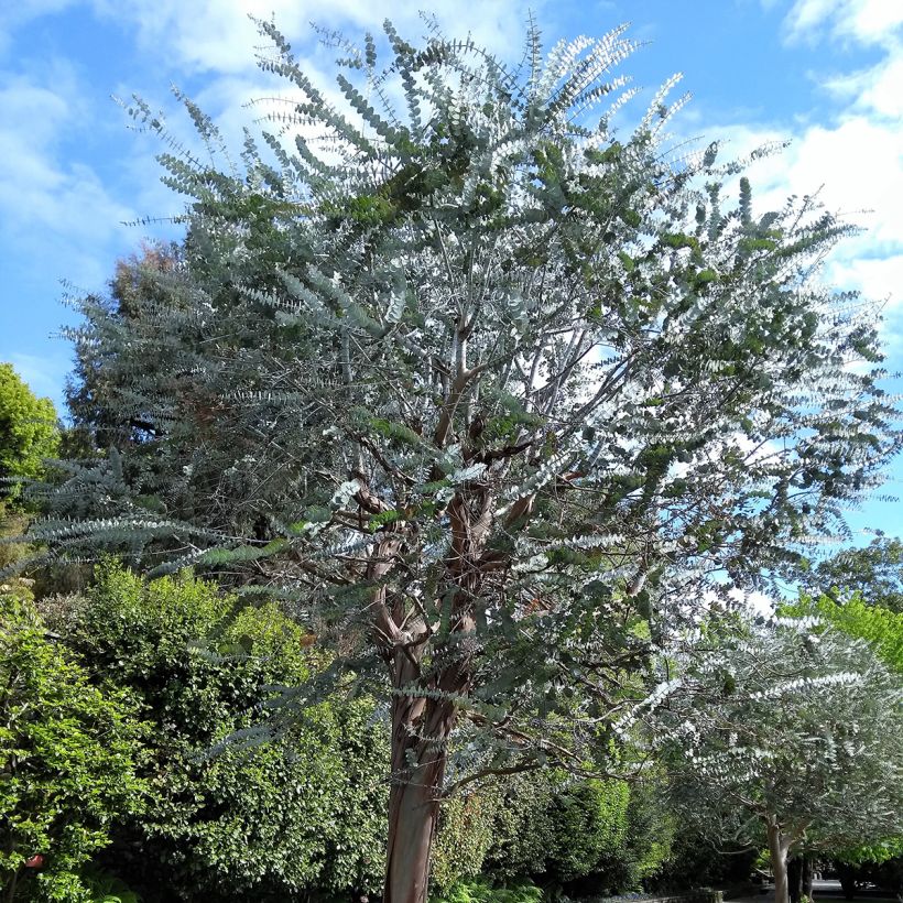 Eucalyptus pulverulenta (Plant habit)