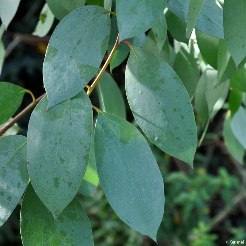 Eucalyptus stellulata (Foliage)