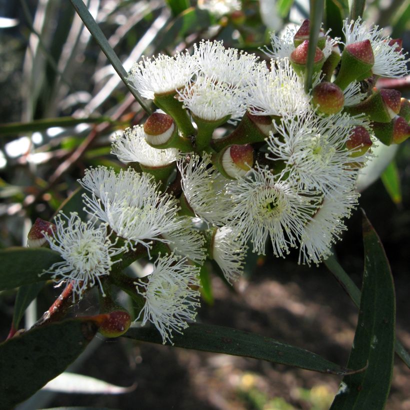 Eucalyptus gregsoniana (Flowering)