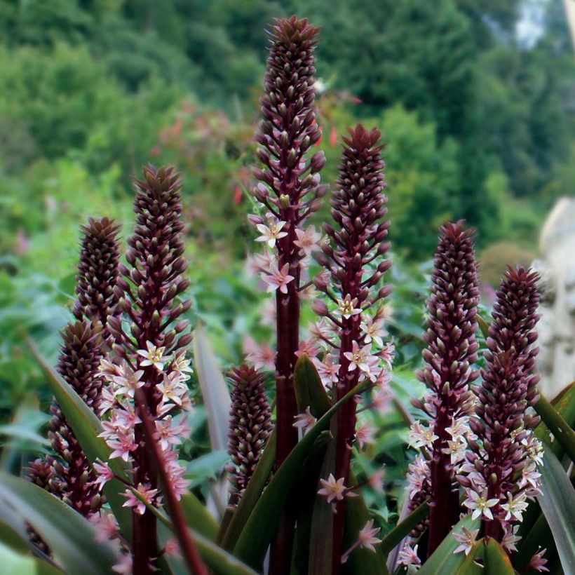 Eucomis comosa Sparkling Rosy - Pineapple flower (Plant habit)