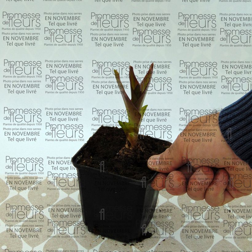 Example of Eucomis humilis Twinkle Stars - Pineapple flower Bulb size 14+ specimen as delivered