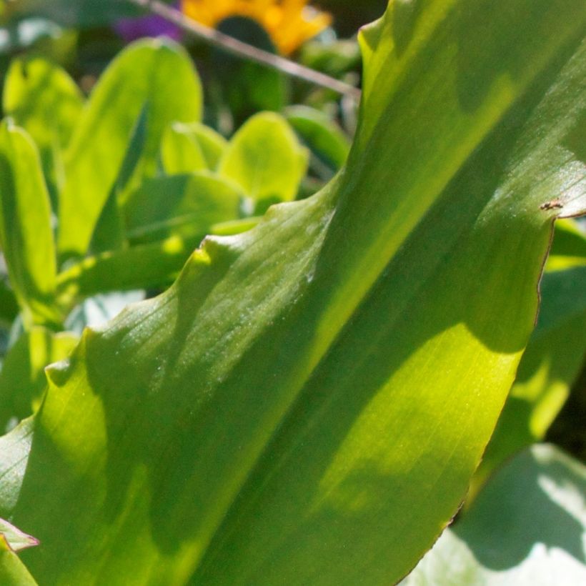 Eucomis autumnalis - Pineapple flower (Foliage)