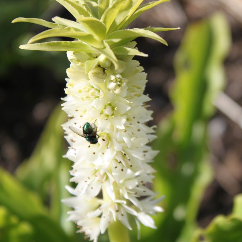 Eucomis autumnalis - Pineapple flower (Flowering)