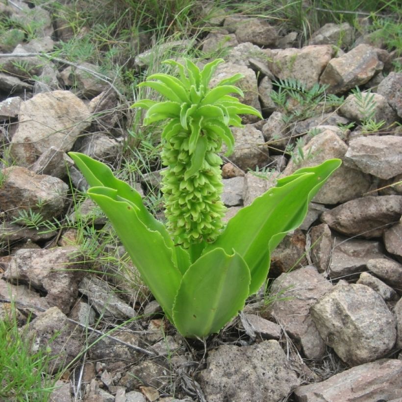 Eucomis autumnalis - Pineapple flower (Plant habit)