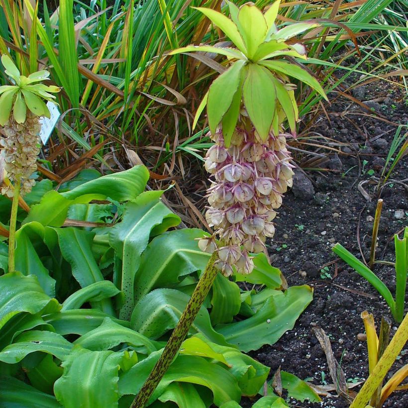 Eucomis bicolor - Variegated pineapple lily (Plant habit)