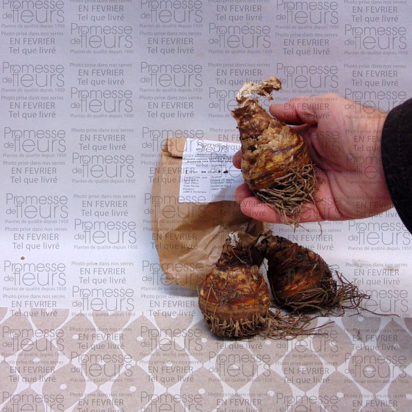 Example of Eucomis comosa Sparkling Burgundy - Pineapple flower specimen as delivered