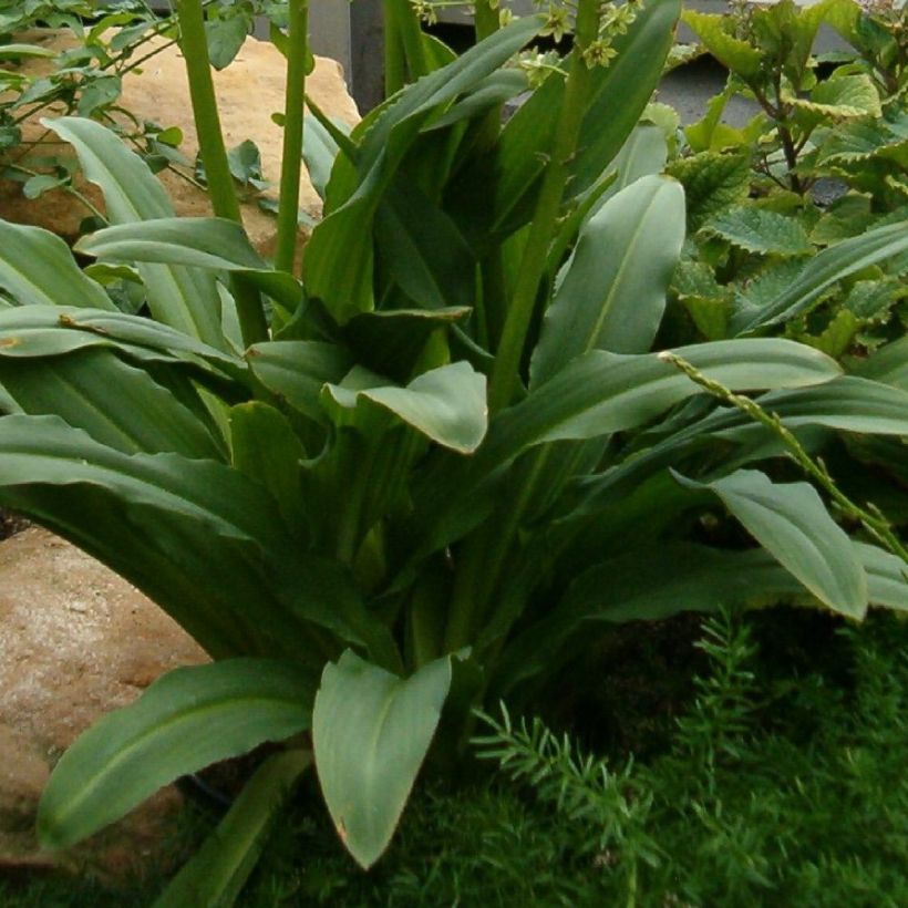 Eucomis pallidiflora subsp. pole-evansii - Pineapple flower (Foliage)