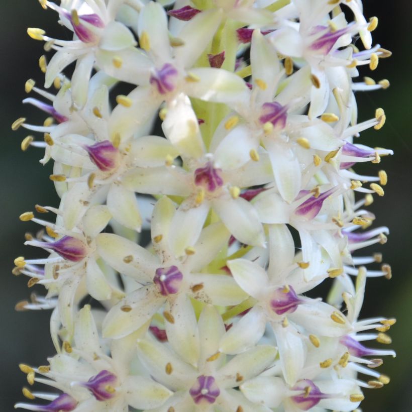 Eucomis pallidiflora subsp. pole-evansii - Pineapple flower (Flowering)