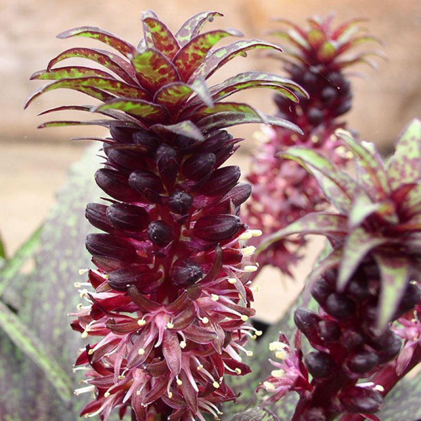 Eucomis vandermerwei - Pineapple flower (Flowering)