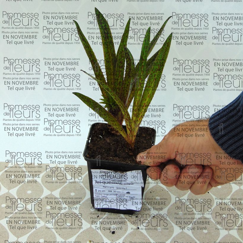 Example of Eucomis vandermerwei Octopus - Pineapple flower specimen as delivered