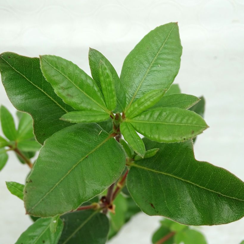 Eucryphia x intermedia Rostrevor (Foliage)