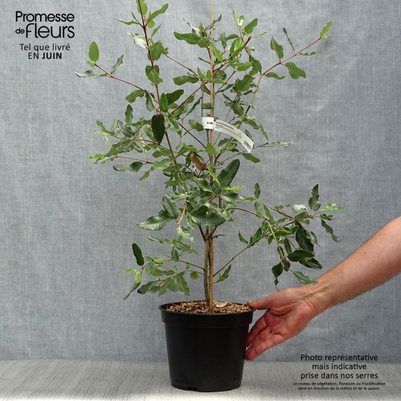Eucryphia x intermedia Rostrevor 3L/4L pot sample as delivered in summer