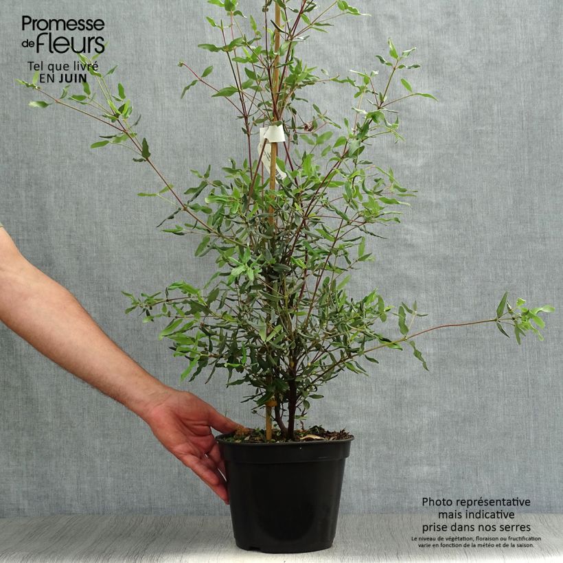 Eucryphia lucida Ballerina 4L/5L pot sample as delivered in summer