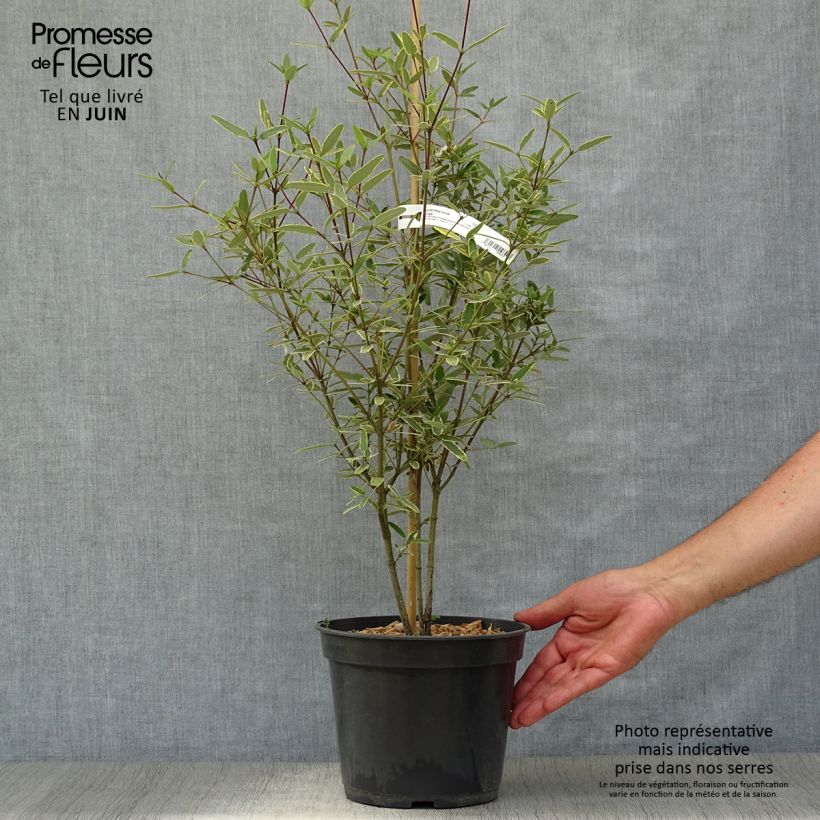 Eucryphia lucida Gilt Edge 4L/5L pot sample as delivered in summer