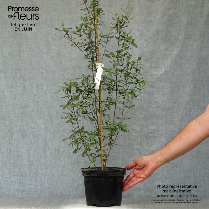 Eucryphia lucida Pink cloud 4L/5L pot sample as delivered in summer