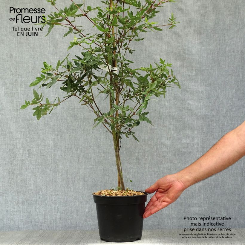 Eucryphia moorei 4L/5L pot sample as delivered in summer