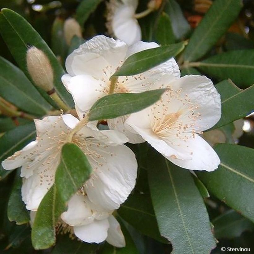Eucryphia moorei (Flowering)