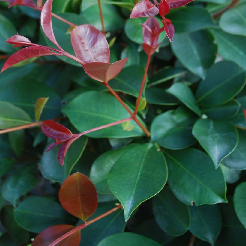 Eugenia uniflora Etna Fire (Foliage)