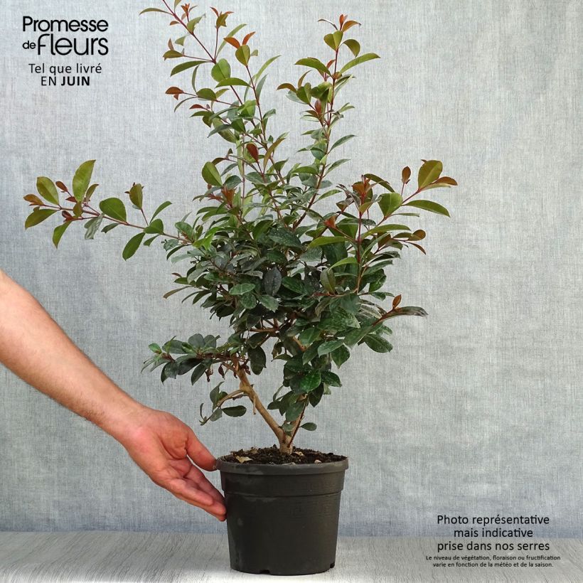 Eugenia uniflora Etna Fire 3L/4L pot sample as delivered in summer