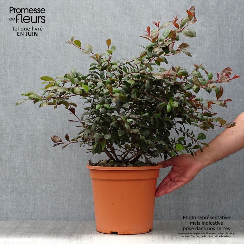 Eugenia uniflora Etna Fire 7.5L/10L pot sample as delivered in summer
