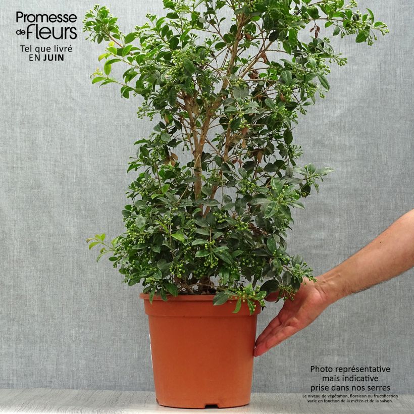 Eugenia myrtifolia New Port 4L/5L pot sample as delivered in summer