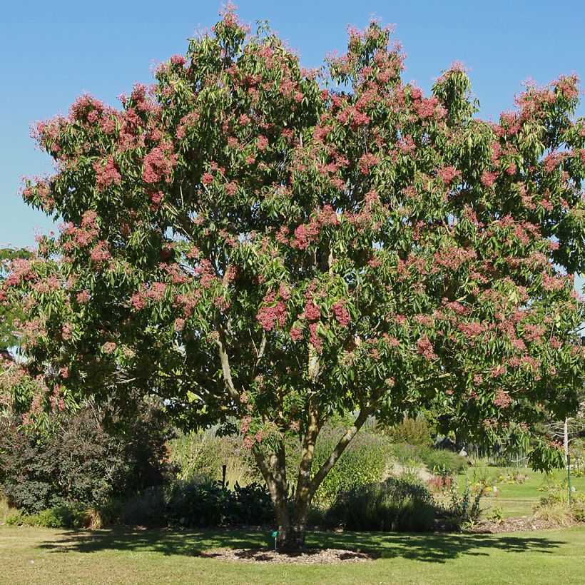 Tetradium daniellii (Plant habit)