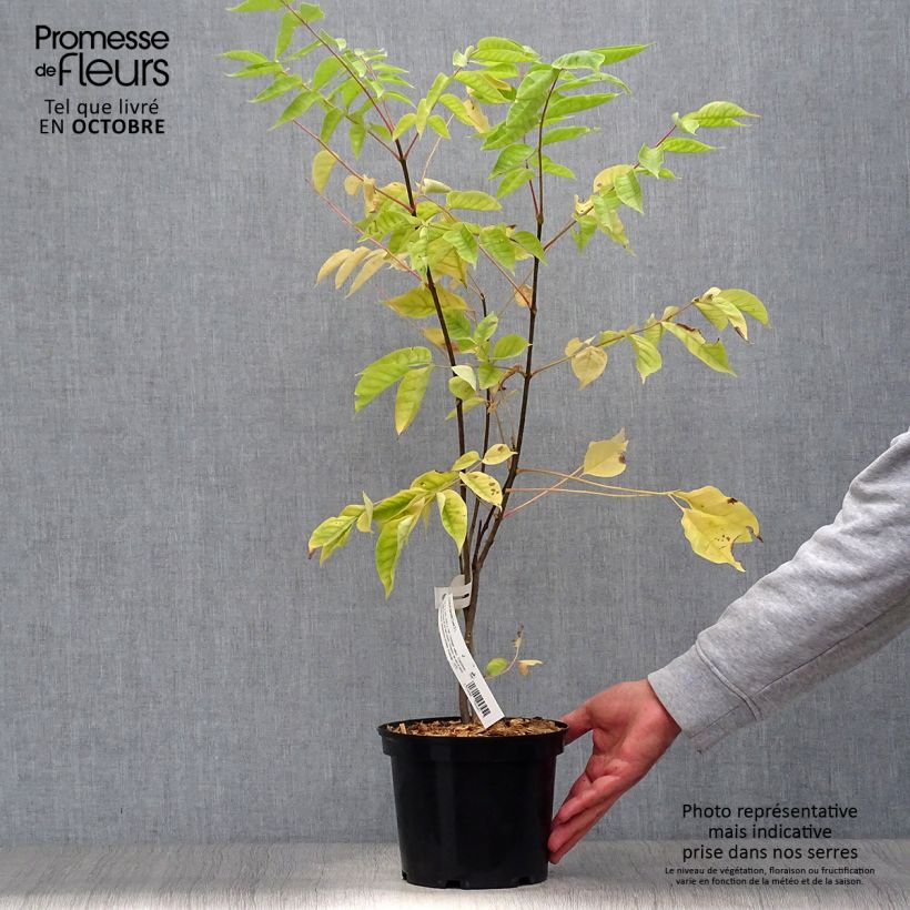 Tetradium daniellii 2L/3L pot sample as delivered in autumn