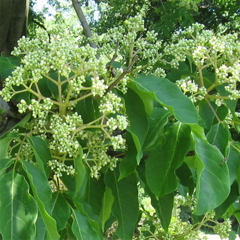 Tetradium daniellii (Flowering)