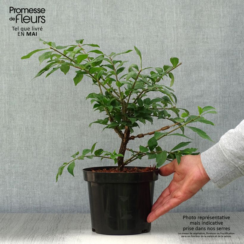 Euonymus alatus - Burning Bush 2L/3L potShipped height around 20/40cm sample as delivered in spring