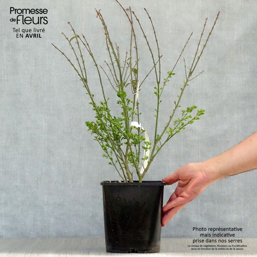 Euonymus alatus Ciliatodentatus - Winged Spindle 4L/5L pot sample as delivered in spring