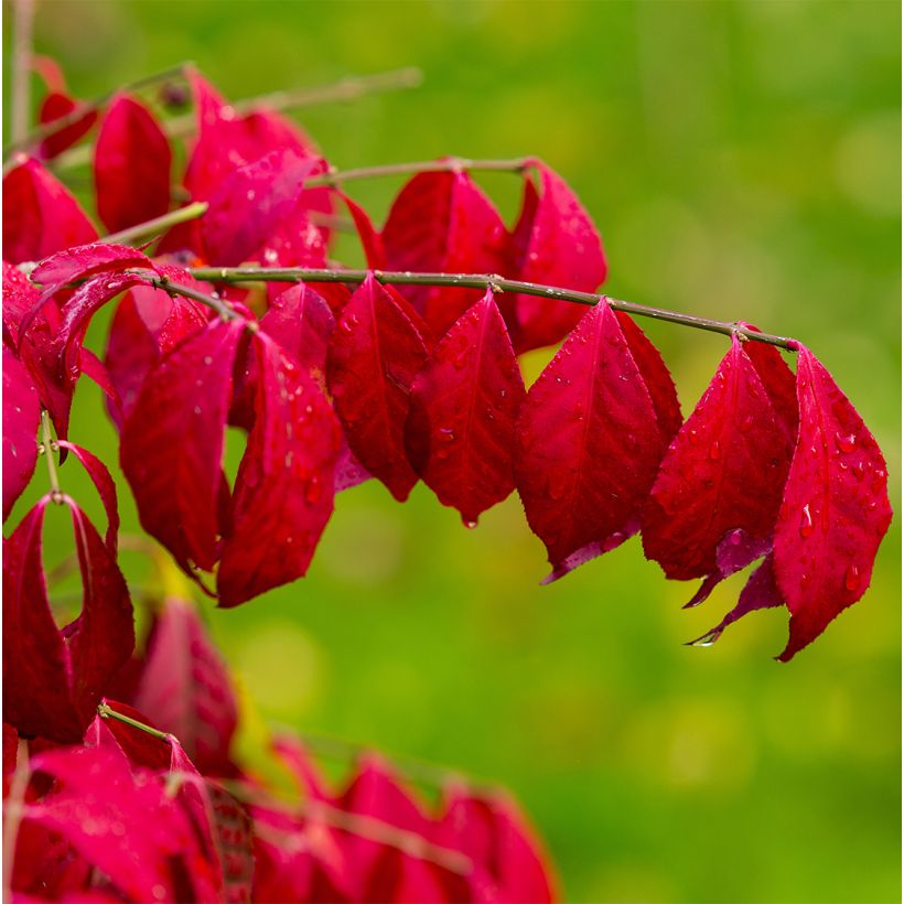 Euonymus alatus Ciliatodentatus - Winged Spindle (Foliage)