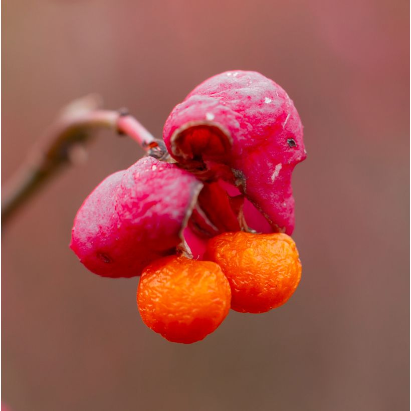 Euonymus alatus Ciliatodentatus - Winged Spindle (Harvest)