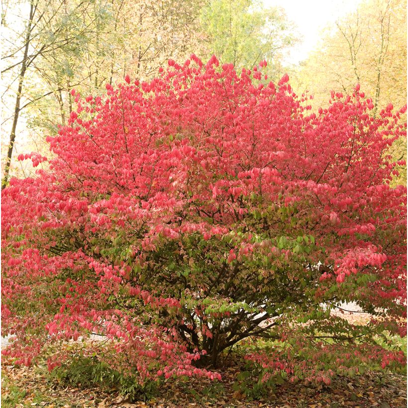 Euonymus alatus Ciliatodentatus - Winged Spindle (Plant habit)