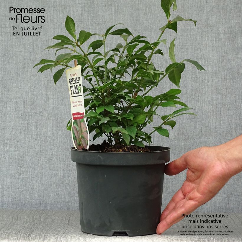Euonymus alatus Compactus - Winged Spindle 2L/3L pot sample as delivered in summer