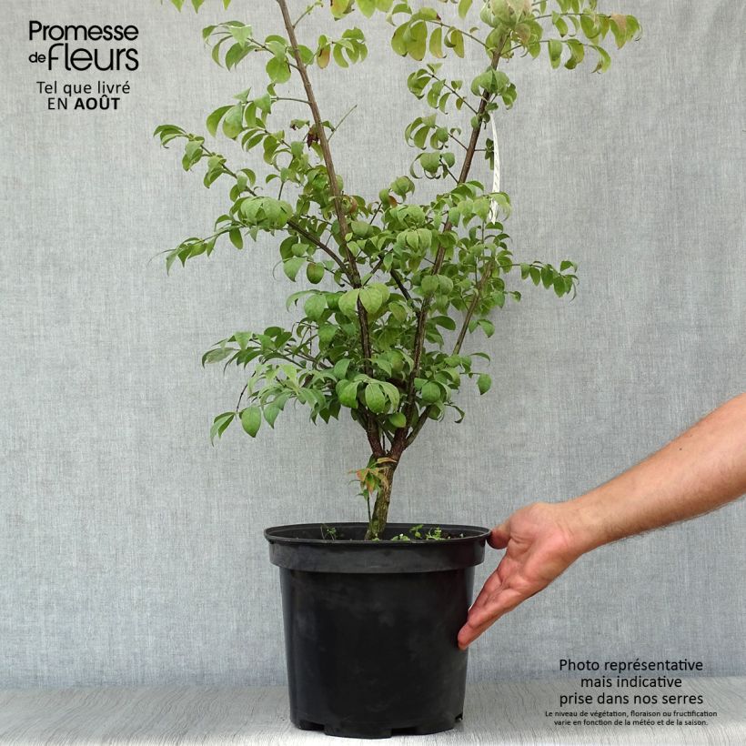 Euonymus alatus Compactus - Winged Spindle 7.5L/10L pot sample as delivered in summer