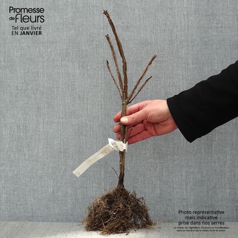 Euonymus alatus - Burning Bush Bare rootShipped height around 15/+cm sample as delivered in winter